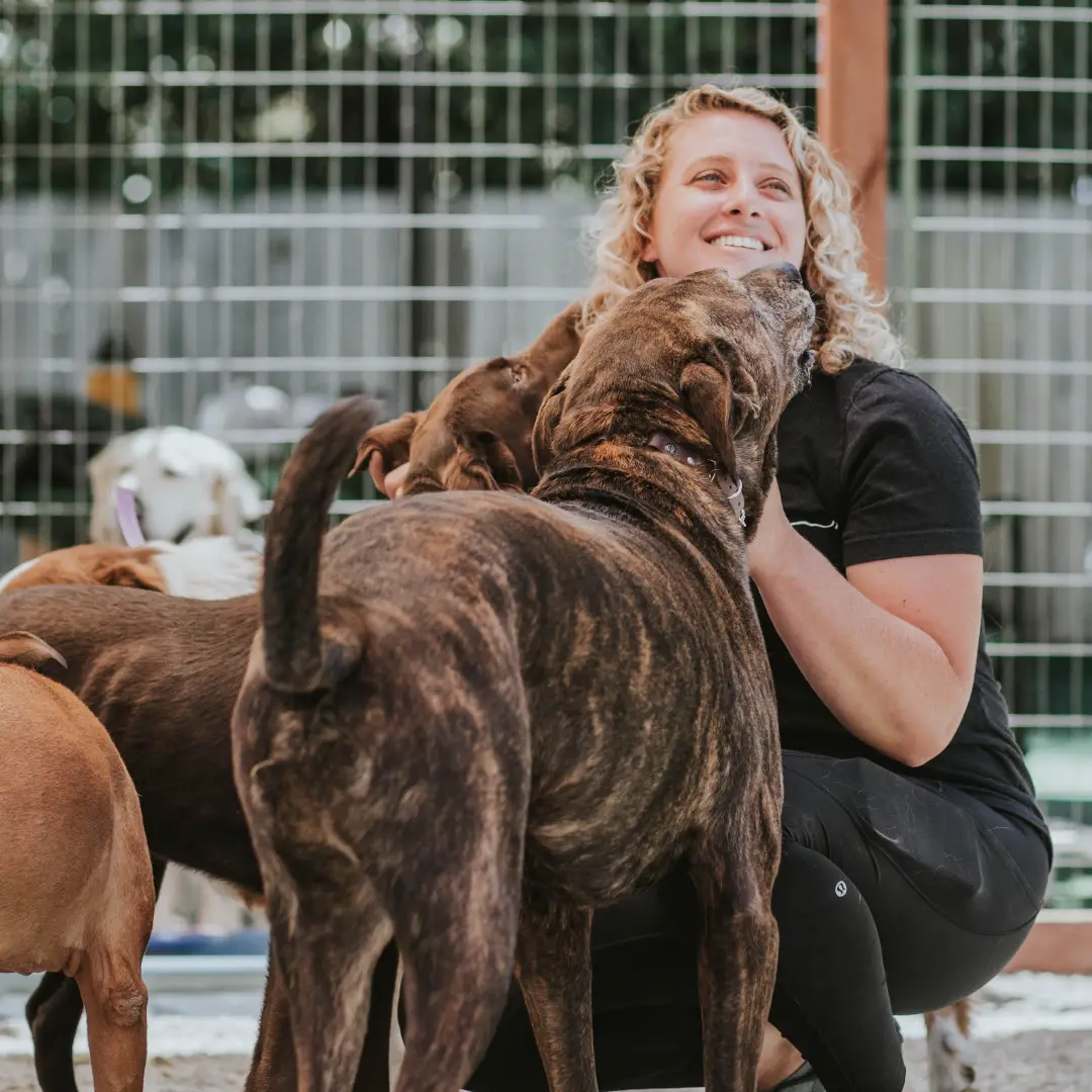 dog training in knoxville tennesee offering board and trains and private lessons