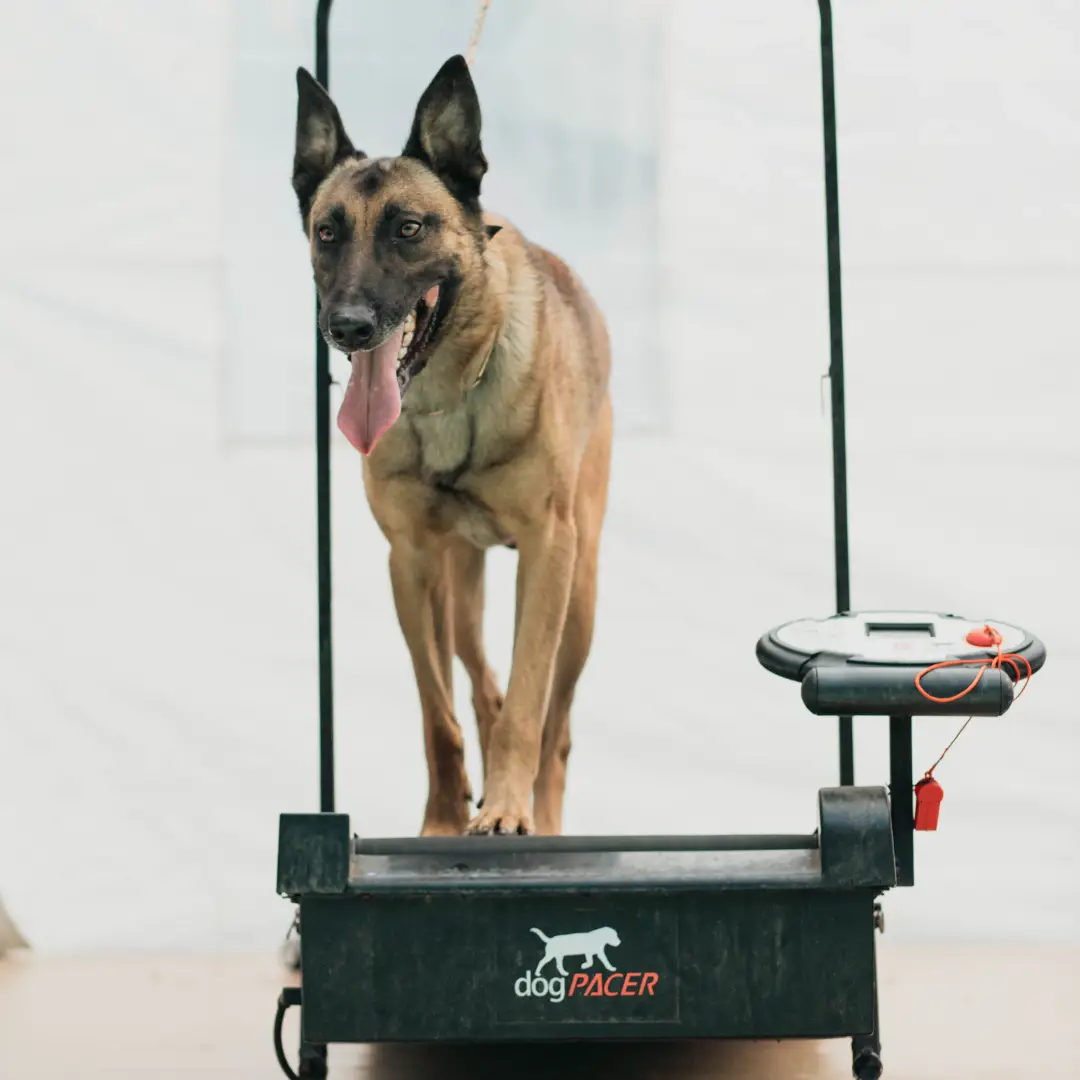 See our specialized training facility where we can craft the environment to meet your dog’s needs