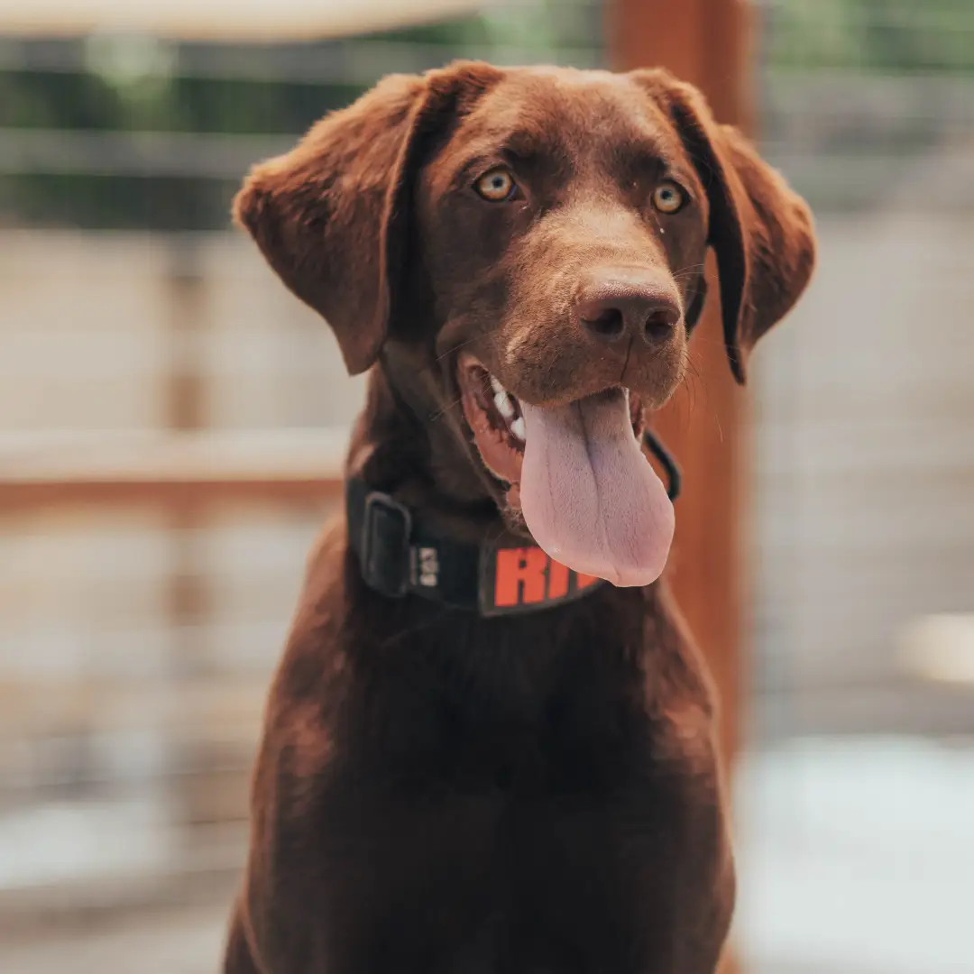 We are a reward-based balanced training program that uses all four quadrants of learning in knoxville tn