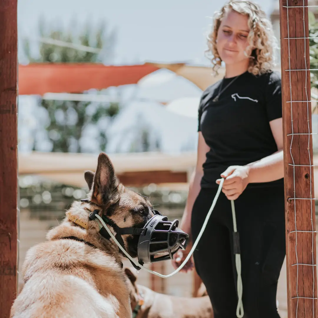 B2BK9’s standard board and train program is for dogs 6 months of age or older