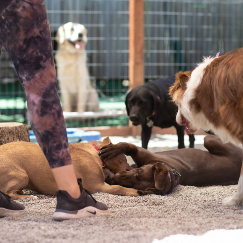 Meeting Your Dog's Enrichment Needs — It's Training Cats and Dogs