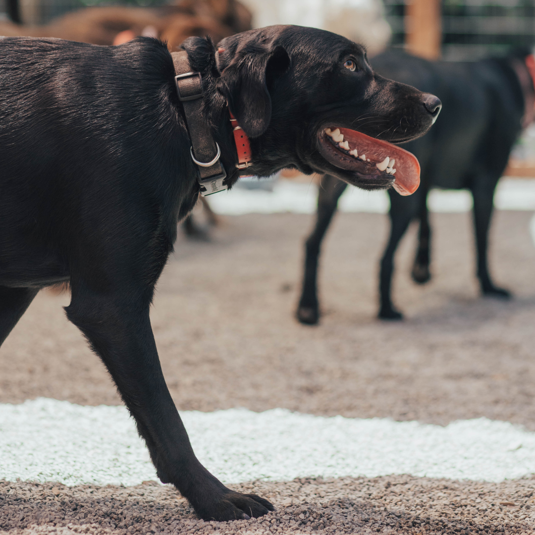 We offer pack walks every other month to every season