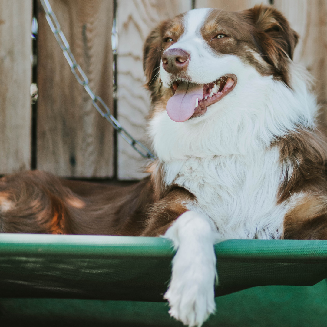 Back to Balance Canine trains dogs throughout the Bay Area