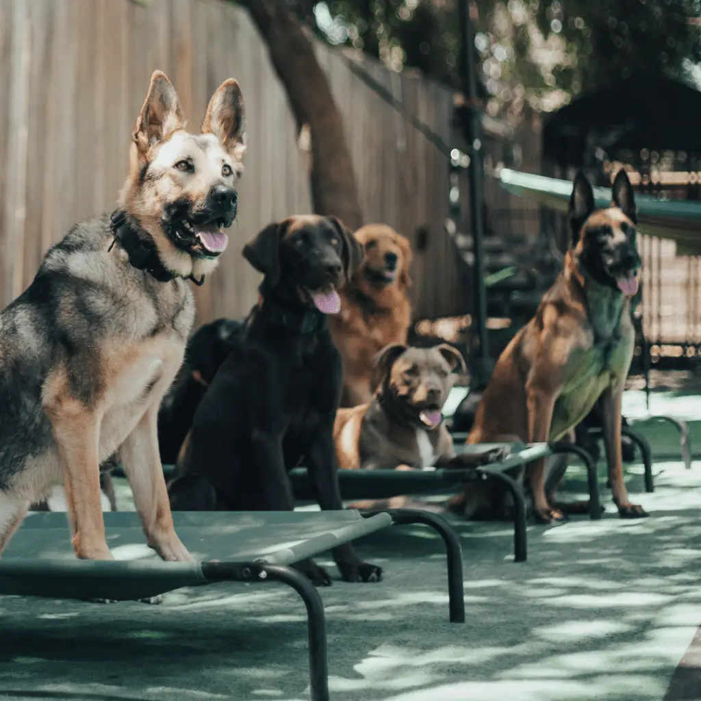 knoxville board and trains