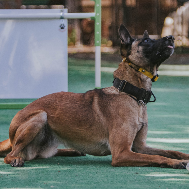 Our trainers specialize competitive obedience training