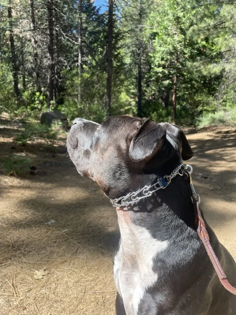 The key to the success of a prong collar is a professional trainer introducing it to the dog