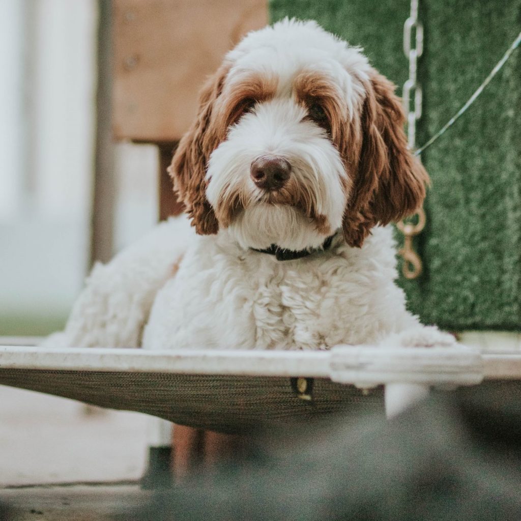 In private lesson training, you will meet with a trainer once a week to start and the frequency will adjust relative to your dog’s progression